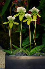 Orchid Paphiopedilum 'Maudiae' as interior decorative feature