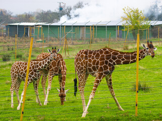 Tree giraffes chilling in the zoo