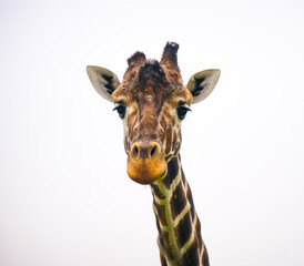 Close up of the head of a giraffe.