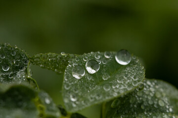 water drops on leaf