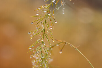 water drops on leaf