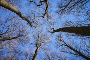 Baumkronen ohne Blätter mit einem blauen Himmel. Bäume im Winter oder auch im frühen Frühling.