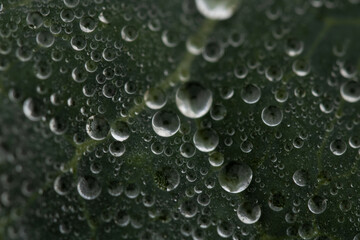 water drops on leaf