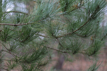 Branches of pine tree in the forest