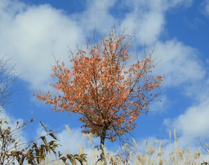 白山手取川ジオパーク　紅葉の風景
