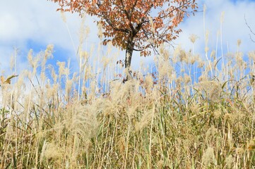 白山手取川ジオパーク　紅葉の風景