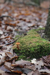 Lonely small mall mushroom in the forest 