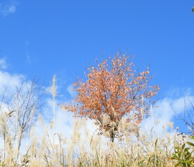 Obraz na płótnie Canvas 白山手取川ジオパーク　紅葉の風景