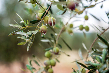 olives on olive tree drop of water