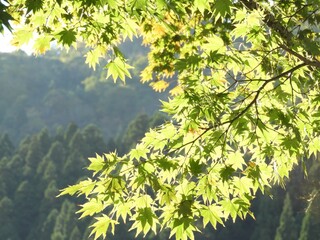 カエデ　紅葉