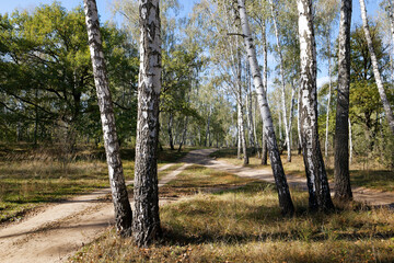 Fototapeta premium birch grove in summer, sometimes white-trunked slender beautiful trees