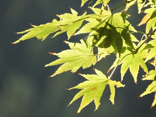 カエデ　紅葉