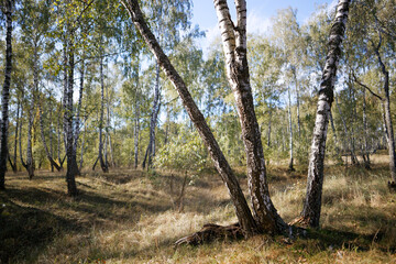 birch grove in summer, sometimes white-trunked slender beautiful trees