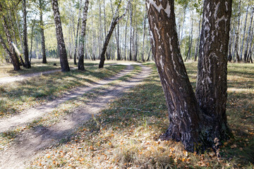 birch grove in summer, sometimes white-trunked slender beautiful trees