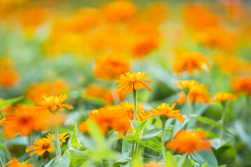 Close up of Orange flower in garden