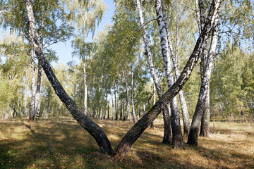 birch grove in summer, sometimes white-trunked slender beautiful trees