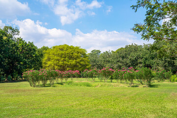 Fototapeta na wymiar Green trees in beautiful park under blue sky