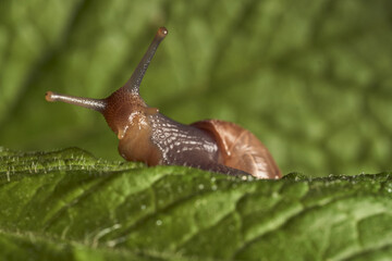 Snail walking on mint leaf