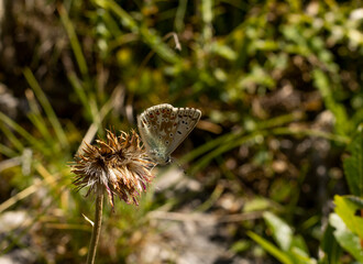 butterfly on a leaf
