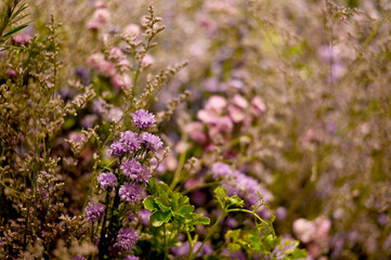 Closeup of Many Beautiful Colorful Flowers with nature background in the garden, Thailand.