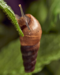 Snail walking on mint leaf