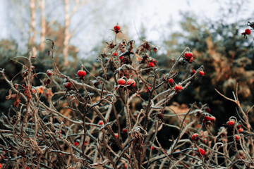 nature