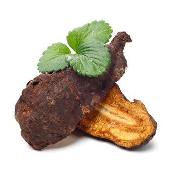 The Chinese medicine Polygonum multiflorum on white background