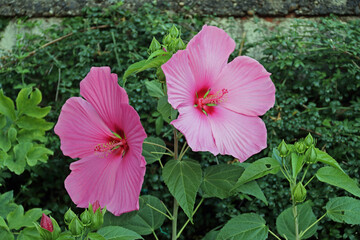 Großer Hibiskus © Asray Laleike