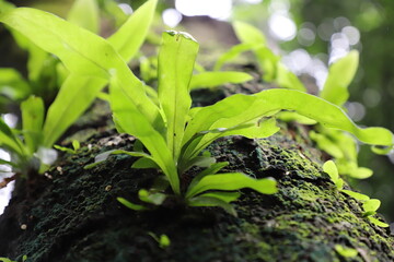 New life over old life-green weeds or grass and moss over a very old tree trunk 