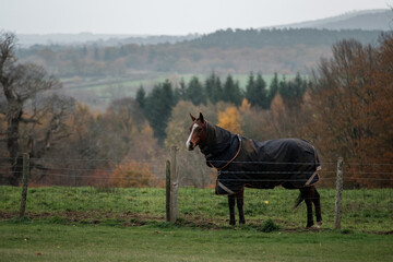 Polo Horse in a Field resting, in West Sussex