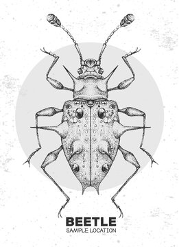 Realistic hand drawing Endomychidae beetle. Artistic Bug. Entomological vector illustration
