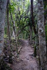 mysterious path in the middle of a jungle in Mexico. Tropical forrest. 