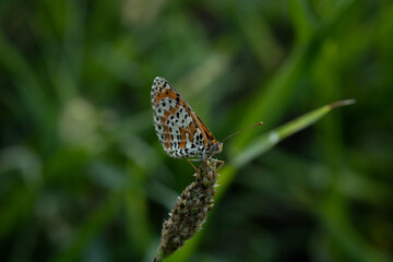 orange butterfly 
