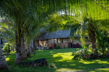 Fototapeta na wymiar Row of palm trees. Tropical environment. Paradise