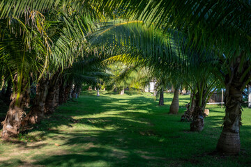 Row of palm trees. Tropical environment. Paradise