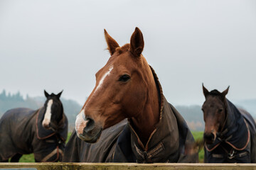 Polo Horse in a Field resting, in West Sussex