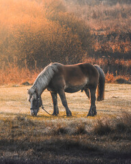 Koń jedzący trawę na pastwisku 