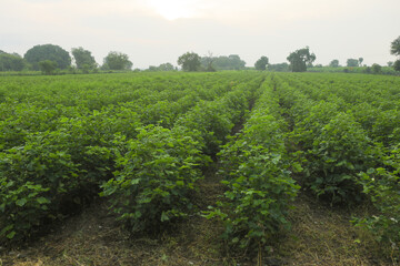 Naklejka premium Flowering cotton gardens that have not yet been cotton