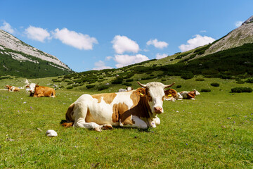 Beautiful cow resting on a Mountain meadow at the Dolomites, Trentino Alto Adige, South Tyrol in Italy.