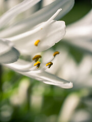 Fototapeta premium close up of white flower