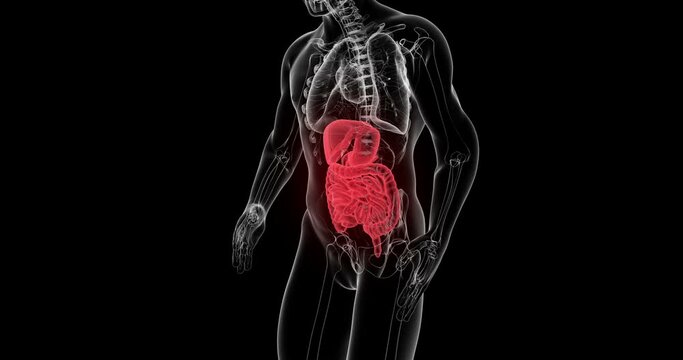 Human Digestive System