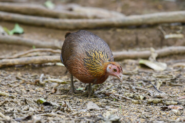 Junglefowl walk in the forest.