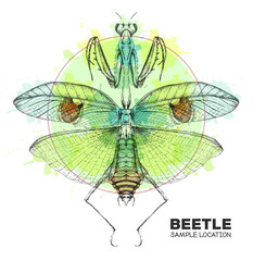 Fototapeta na wymiar Realistic hand drawing praying mantis on watercolor background. Artistic Bug. Entomological vector illustration