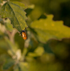 ladybug on leaf