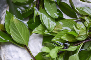 basil leaf on water, Thai basil for vegetables food and herbs.