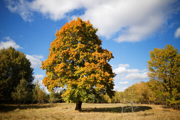 beautiful red maple in autumn in the field - 396998400