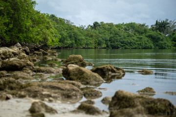 Rocky beach by the sea with trees in the background. 