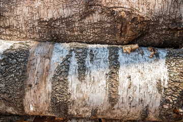 Bark texture on a birch log.