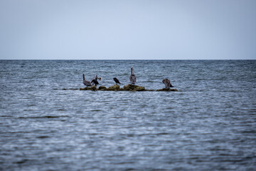 Shags sitting on rocks in the sea.