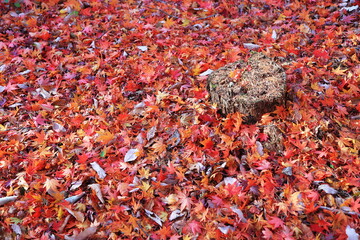 紅葉
